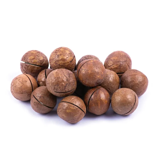 فندق ماکادمیا ممتاز
